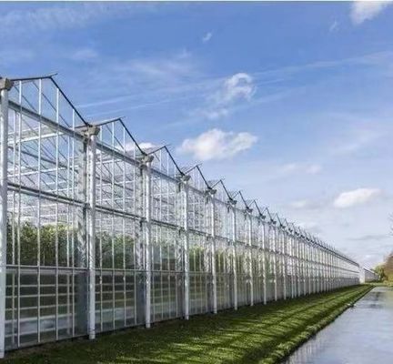 Diseño personalizado y invernadero de doble arco para el cultivo de tomate/pepinos de gran tamaño