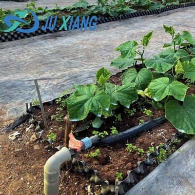 Invernadero con doble capa de luz solar moderna personalizada para los requisitos de plantación de hongos