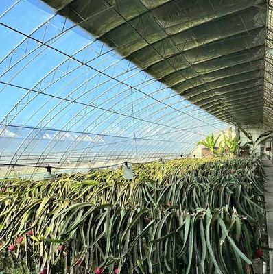 Invernadero con doble capa de luz solar moderna personalizada para los requisitos de plantación de hongos