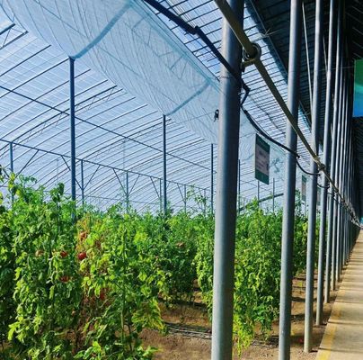 Invernadero con doble capa de luz solar moderna personalizada para los requisitos de plantación de hongos