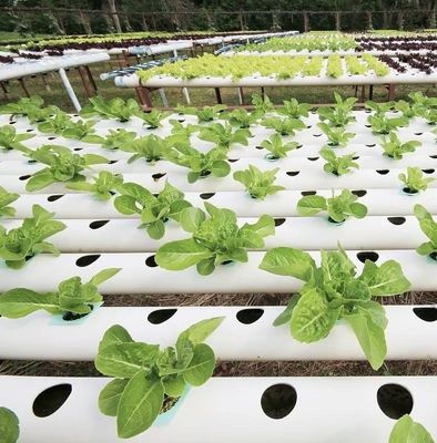 Revolucionar la agricultura con el riego por goteo de tuberías de PVC, invernaderos y envíos rápidos