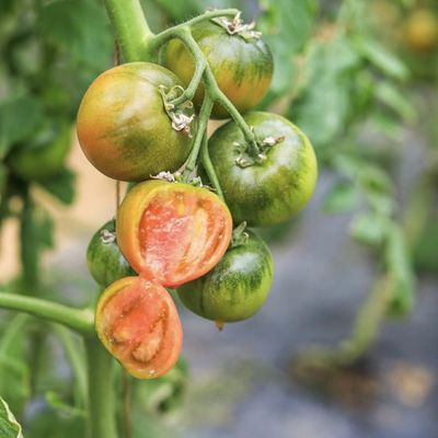 Invernadero personalizado con película de múltiples estadios para plantar flores 30 días de garantía de devolución de dinero