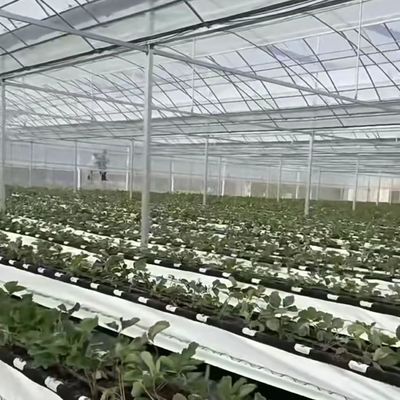 Invernadero multi-espacio para cultivo de muestras de hidroponía US 20 / metro cuadrado