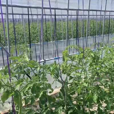 Invernadero multi-espacio para cultivo de muestras de hidroponía US 20 / metro cuadrado