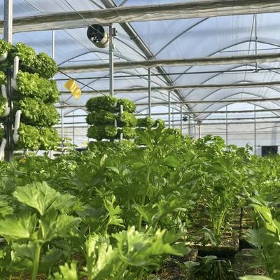 Invernadero multi-espacio para cultivo de muestras de hidroponía US 20 / metro cuadrado