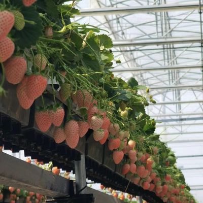Solución personalizada de rendimiento de invernadero de múltiples períodos para la producción de vegetales hidropónicos