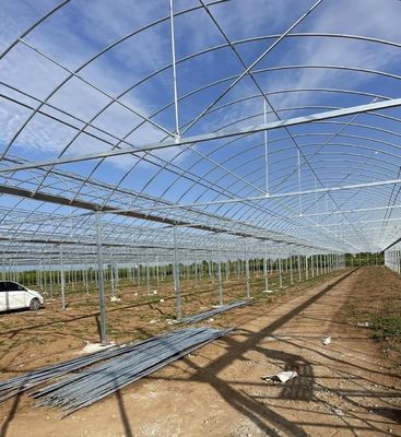Solución personalizada de rendimiento de invernadero de múltiples períodos para la producción de vegetales hidropónicos