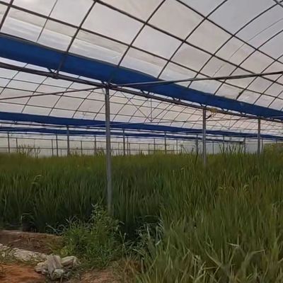 Solución personalizada de rendimiento de invernadero de múltiples períodos para la producción de vegetales hidropónicos