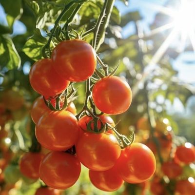 Solución personalizada de rendimiento de invernadero de múltiples períodos para la producción de vegetales hidropónicos