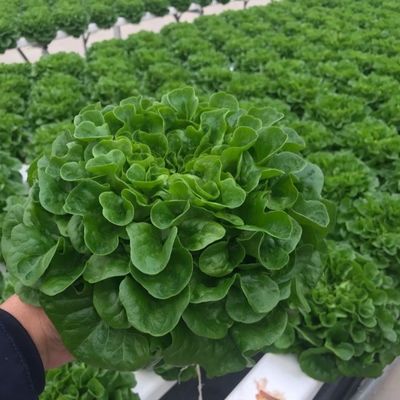 Solución personalizada de rendimiento de invernadero de múltiples períodos para la producción de vegetales hidropónicos