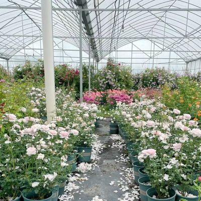 Invernadero de varias extensiones para la producción de hortalizas US 20/m2 Min. Muestras de pedido
