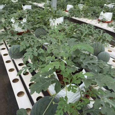 Invernadero de varias extensiones para la producción de hortalizas US 20/m2 Min. Muestras de pedido