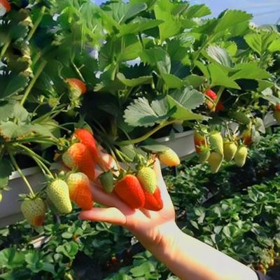 Invernadero de varias extensiones para la producción de hortalizas US 20/m2 Min. Muestras de pedido