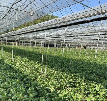 Invernadero de varias extensiones para la producción de hortalizas US 20/m2 Min. Muestras de pedido