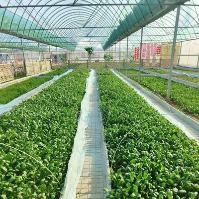 Producción de vegetales Po Film invernadero con sistema de sombreado y 30 días de devolución de reembolsos