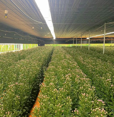 Producción de vegetales Po Film invernadero con sistema de sombreado y 30 días de devolución de reembolsos