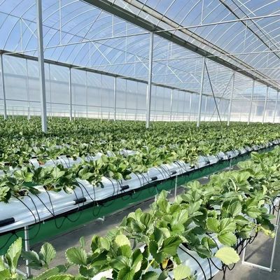 Invernadero de película múltiple para el cultivo hidropónico protege a las plantas del clima severo