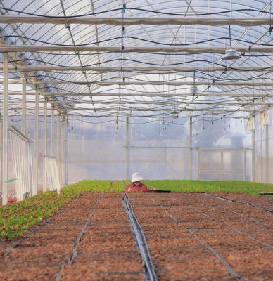 Invernadero de película múltiple para el cultivo hidropónico protege a las plantas del clima severo