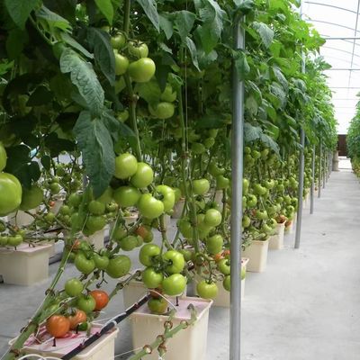 Invernadero de película múltiple para el cultivo hidropónico protege a las plantas del clima severo