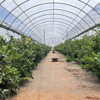 Invernadero de suelo de cocopaje de estructura de acero de múltiples tramos para soluciones de producción de vegetales