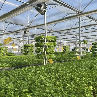 Invernadero de producción de vegetales Po Film con sistema de tuberías de agua y bajo costo de envío