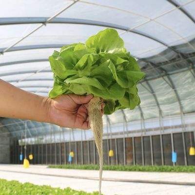 Invernadero de túnel alto de gran envergadura para el cultivo a gran escala