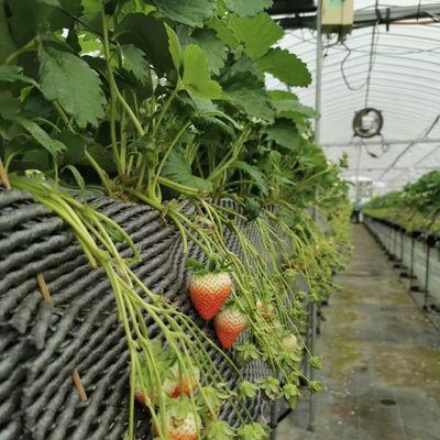 Estructura de acero Invernadero de sombra de gran tamaño para hidroponía de cultivo