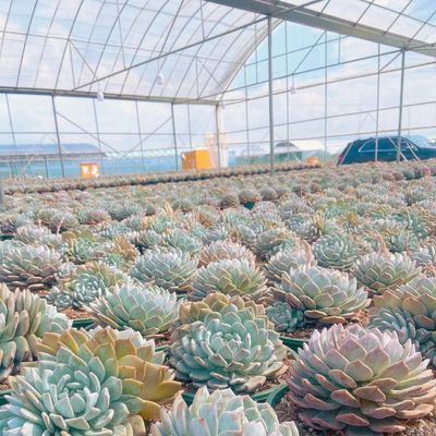 Invernadero de película de múltiples tramos para la plantación de hierba Material de cubierta óptimo y sistema de sombreado