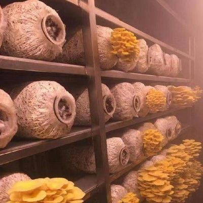 Invernadero de contenedores de envío para el cultivo de hongos en diseño inteligente JX-CG-0001