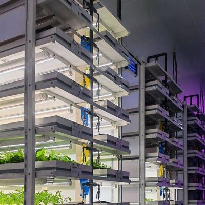 Invernadero de contenedores de envío para el cultivo de hongos en diseño inteligente JX-CG-0001