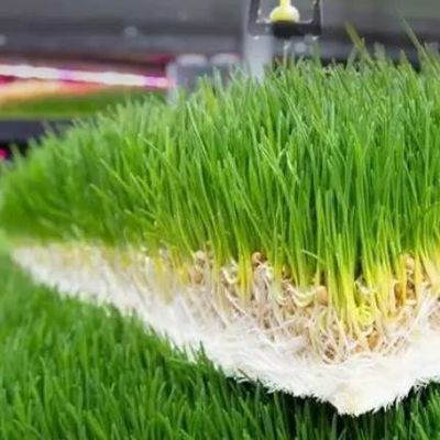 Forraje en contenedores multifuncionales para la cría de flores/hortalizas/semillas de doble capa