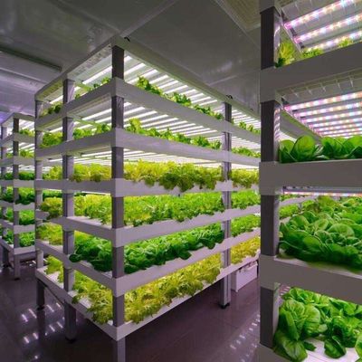 Costo de envío y tiempo de entrega estimado Invernaderos de contenedores para verduras de hoja