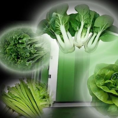 Costo de envío y tiempo de entrega estimado Invernaderos de contenedores para verduras de hoja