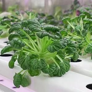 Costo de envío y tiempo de entrega estimado Invernaderos de contenedores para verduras de hoja