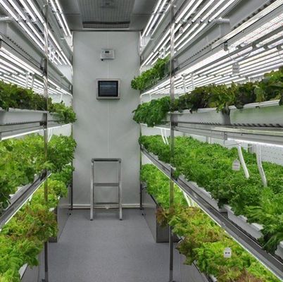 Costo de envío y tiempo de entrega estimado Invernaderos de contenedores para verduras de hoja