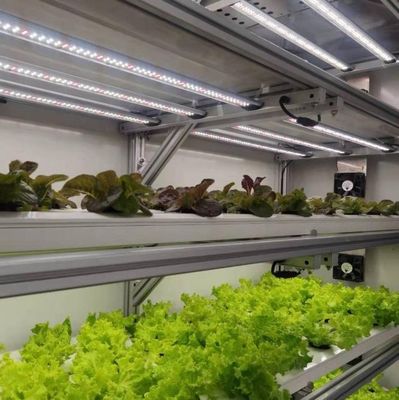 Costo de envío y tiempo de entrega estimado Invernaderos de contenedores para verduras de hoja