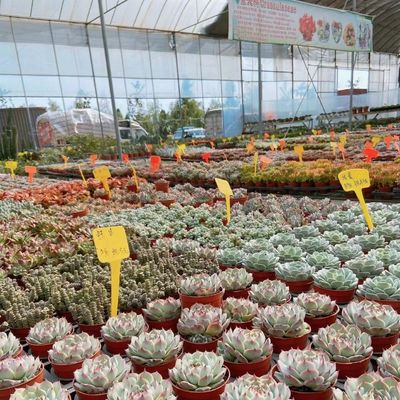EE.UU. 20 metros cuadrados de invernadero hidropónico de riego por goteo con película de plástico para vegetales