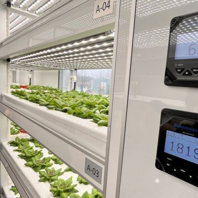 Costo de envío y tiempo de entrega estimado Invernaderos de contenedores para verduras de hoja