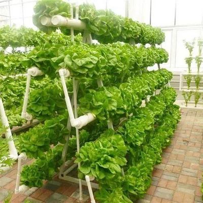Estructura de acero Contenedor de cultivo vertical Invernadero con sistema hidropónico de múltiples tramos
