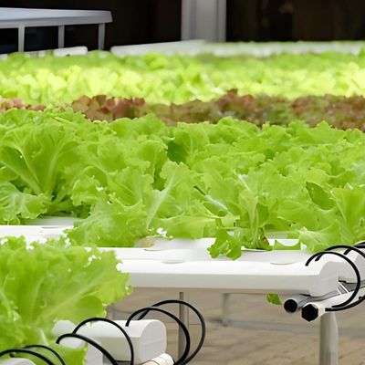 Estructura de acero Contenedor de cultivo vertical Invernadero con sistema hidropónico de múltiples tramos