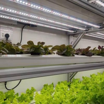Estructura de acero Contenedor de cultivo vertical Invernadero con sistema hidropónico de múltiples tramos
