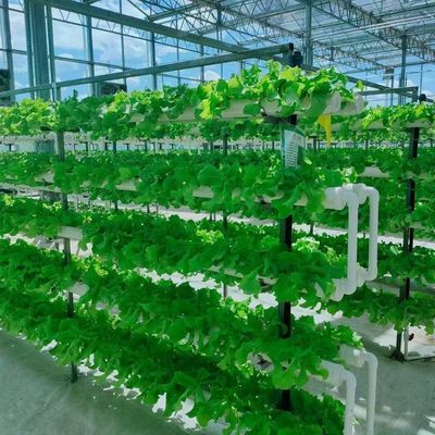 Estructura de acero Contenedor de cultivo vertical Invernadero con sistema hidropónico de múltiples tramos
