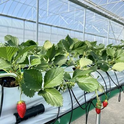 Invernadero de película de múltiples tramos para la plantación de hierba y flores
