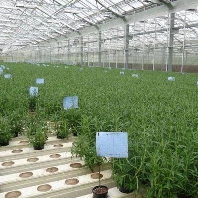 Invernadero de contenedores de cultivo verticales de gran extensión con sistema de cultivo de sustrato