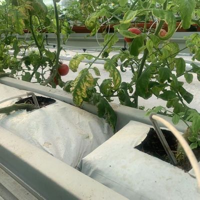 Invernadero de contenedores de cultivo verticales de gran extensión con sistema de cultivo de sustrato