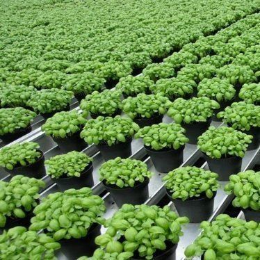 Invernadero de contenedores de cultivo verticales de gran extensión con sistema de cultivo de sustrato