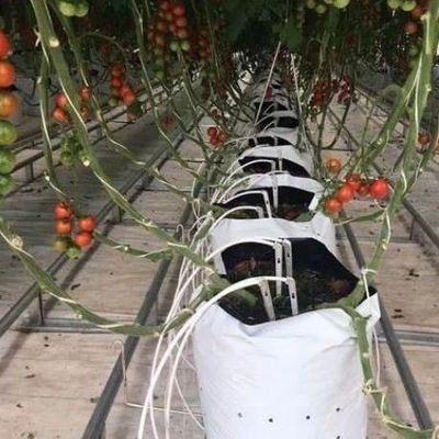 Invernadero de contenedores de cultivo verticales de gran extensión con sistema de cultivo de sustrato
