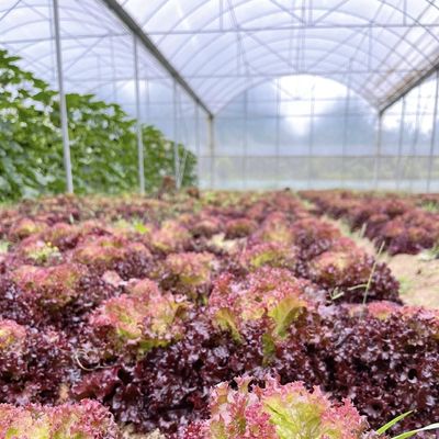 US Cocopeat suelo para el cultivo de verduras en la agricultura sostenible en invernadero comercial