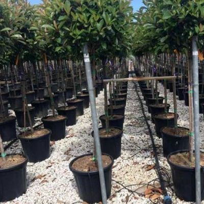 Invernadero de contenedores de cultivo verticales de gran extensión con sistema de cultivo de sustrato