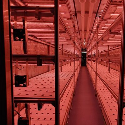 Invernaderos agrícolas de múltiples espacios con contenedor de 40 pies Sistema de cultivo hidropónico vertical